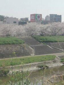 天の川桜1