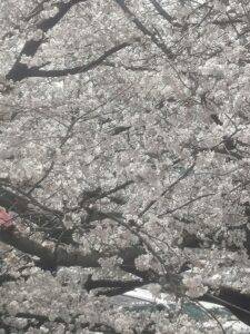 天の川桜2