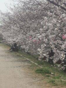 天の川桜3